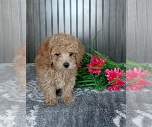 Poodle (Miniature) Puppy for sale in FREDERICKSBURG, OH, USA