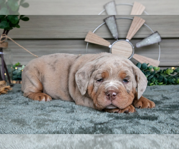 Medium Photo #3 Beabull Puppy For Sale in MILLERSBURG, OH, USA