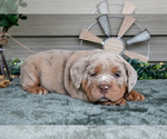 Small #2 Beabull