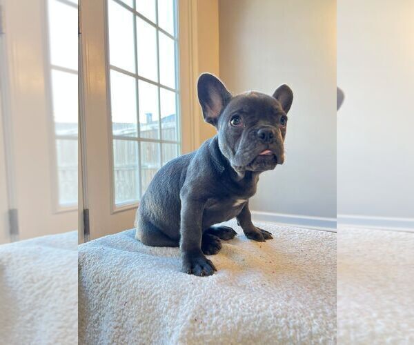 Medium Photo #2 French Bulldog Puppy For Sale in WEST COLUMBIA, SC, USA