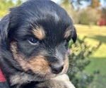 Puppy Onyx Australian Shepherd