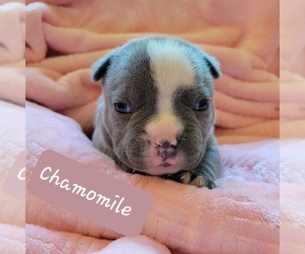 Medium Photo #5 American Bully Puppy For Sale in OLYMPIA, WA, USA