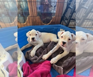 Boxer Puppy for sale in TURLOCK, CA, USA