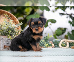 Small Photo #19 Shorkie Tzu Puppy For Sale in KIRKWOOD, PA, USA