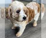 Small Photo #8 Cavachon Puppy For Sale in Westminster, MD, USA