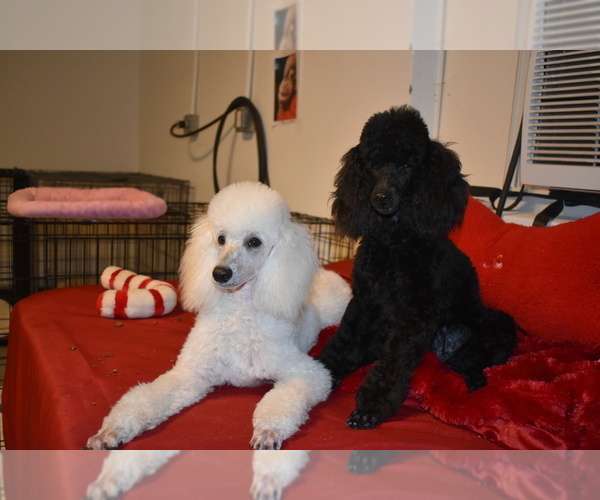 Medium Photo #4 Poodle (Miniature) Puppy For Sale in PALM BCH GDNS, FL, USA
