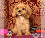 Small Photo #4 Cavalier King Charles Spaniel Puppy For Sale in MIAMI, FL, USA