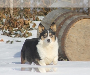Mother of the Pembroke Welsh Corgi puppies born on 02/09/2022