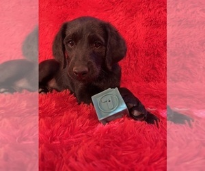 Australian Labradoodle Puppy for sale in COLCHESTER, CT, USA