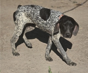 German Shorthaired Pointer Puppy for sale in ADAIR VILLAGE, OR, USA