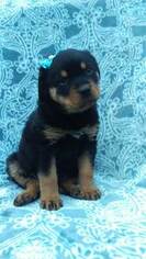 Rottweiler Puppy for sale in BIRD IN HAND, PA, USA