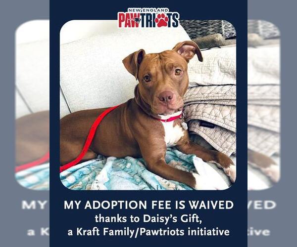 Medium Photo #3 Mutt Puppy For Sale in Dedham, MA, USA