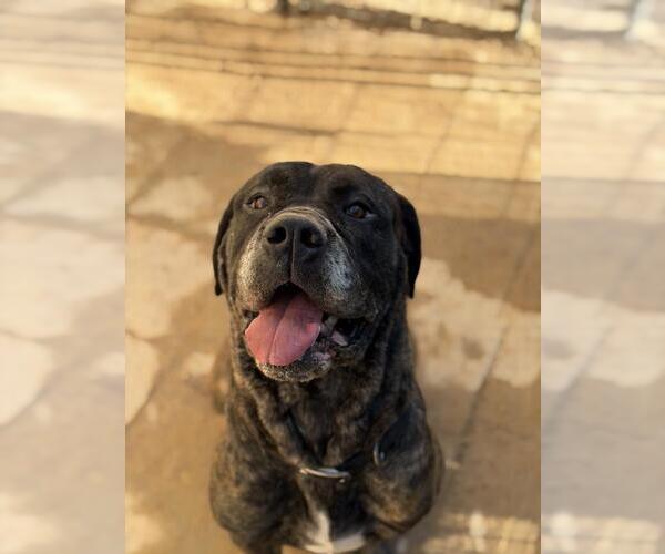 Medium Photo #1 Bullmastiff Puppy For Sale in Santa Maria, CA, USA