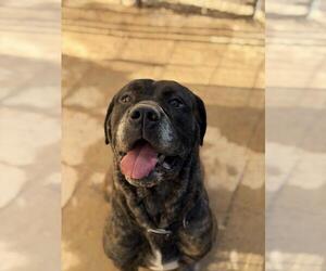 Bullmastiff Dogs for adoption in Santa Maria, CA, USA