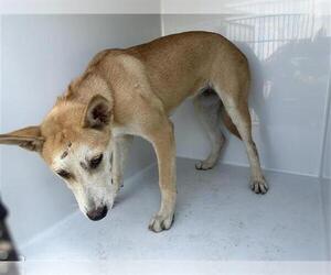German Shepherd Dog-Siberian Husky Mix Dogs for adoption in Houston, TX, USA