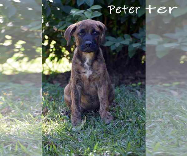 Medium Photo #8 Mountain Cur-Unknown Mix Puppy For Sale in Mount Laurel, NJ, USA