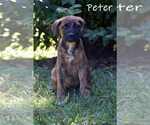 Small #7 Mountain Cur Mix