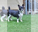 Small #2 Mutt