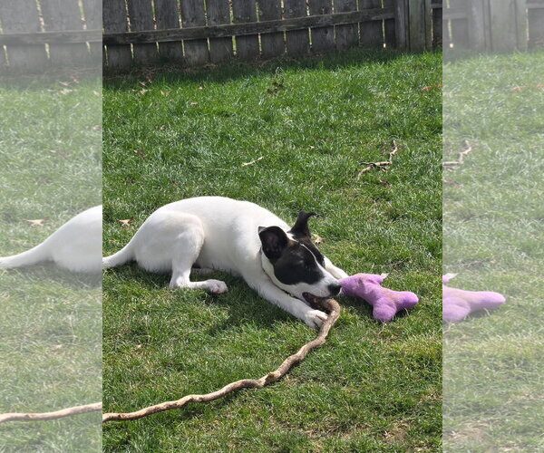 Medium Photo #7 Siberian Husky Puppy For Sale in Fort Wayne, IN, USA