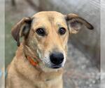 *RAYA - Female Shepradors Dog for Adoption - Small photo