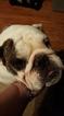 Small Photo #1 English Bulldogge Puppy For Sale in CARMI, IL, USA