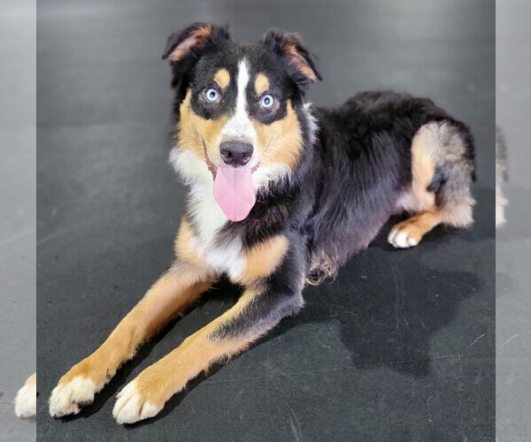 Medium Photo #1 Australian Shepherd Puppy For Sale in Highland, IL, USA
