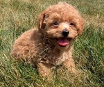 Small Photo #22 Cockapoo Puppy For Sale in GOSHEN, IN, USA