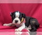 Small Photo #7 Boston Terrier Puppy For Sale in NARVON, PA, USA