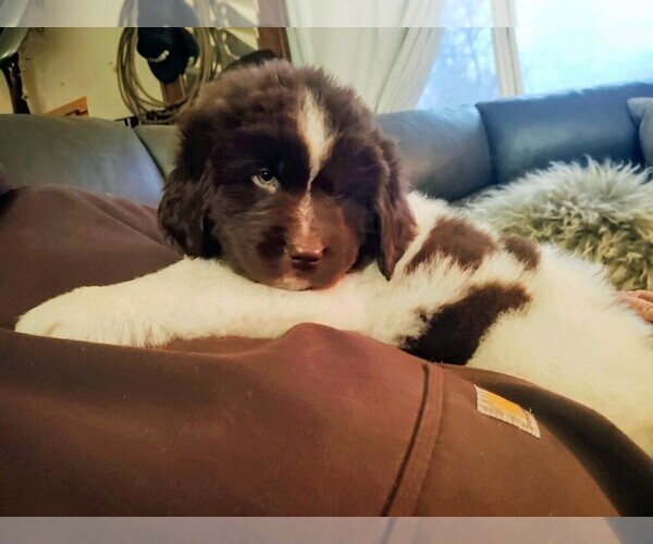 Medium Photo #4 Newfoundland Puppy For Sale in CHICO, CA, USA