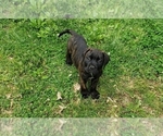 Small Photo #5 Bullmastiff Puppy For Sale in GLEN BURNIE, MD, USA