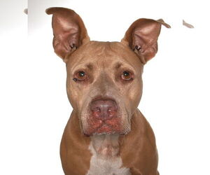 American Staffordshire Terrier Dogs for adoption in Oakland Park, FL, USA
