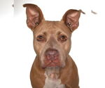 Small American Staffordshire Terrier