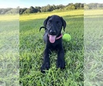 Small #1 Labrador Retriever