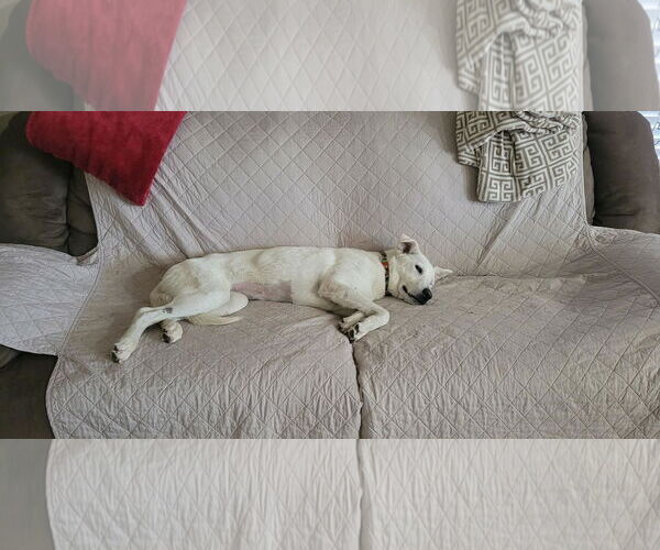 Medium Photo #4 Labrador Retriever-Unknown Mix Puppy For Sale in Coldwater, MI, USA