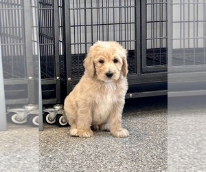 Goldendoodle Puppy for sale in ROSEDALE, IN, USA