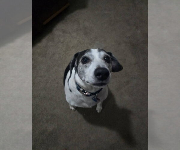 Medium Photo #7 Beagle Puppy For Sale in Crete, IL, USA