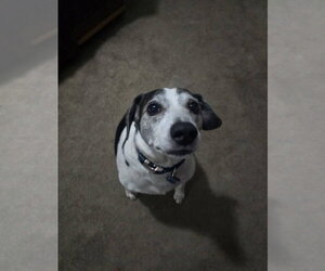 Skeeter - Male Beagle Dog for Adoption - Photo #7