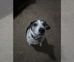 Small #6 Beagle
