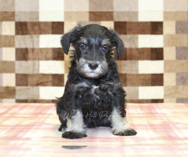 Medium Photo #3 Schnauzer (Miniature) Puppy For Sale in DENVER, PA, USA