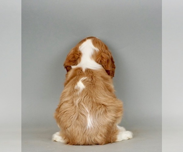 Medium Photo #4 Cavalier King Charles Spaniel Puppy For Sale in WARSAW, IN, USA
