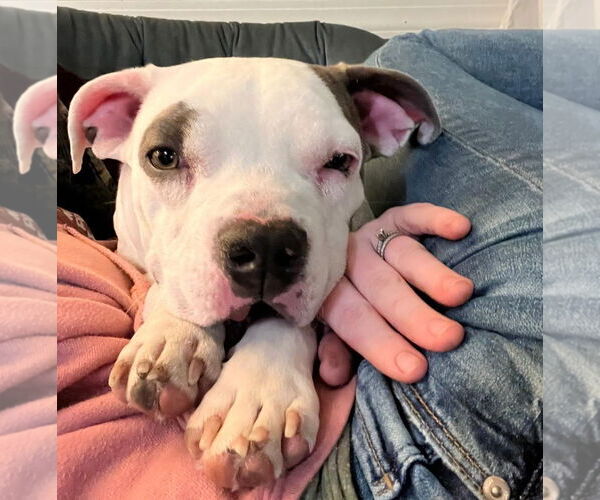 Medium Photo #3 Mutt Puppy For Sale in Columbus, IN, USA