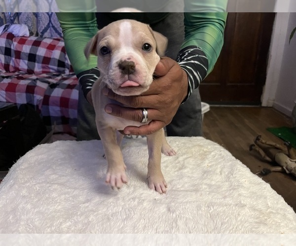 Medium Photo #14 American Bully Puppy For Sale in DUNDALK, MD, USA