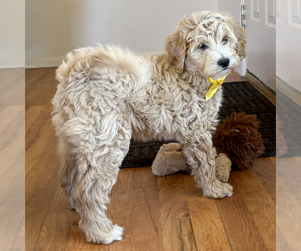 Medium Photo #3 Goldendoodle (Miniature) Puppy For Sale in ROY, UT, USA