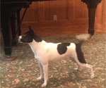 Small Photo #1 Rat Terrier Puppy For Sale in HARRISONBURG, VA, USA