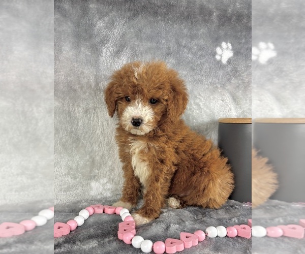 Medium Photo #3 Goldendoodle (Miniature) Puppy For Sale in INDIANAPOLIS, IN, USA