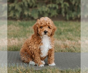 Poodle (Miniature) Puppy for sale in HONEY BROOK, PA, USA