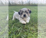 Puppy Simon Shih Tzu