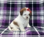 Small #6 ShihPoo