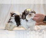 Small #7 Shih Tzu