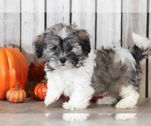 Zuchon Puppy for sale in MOUNT VERNON, OH, USA